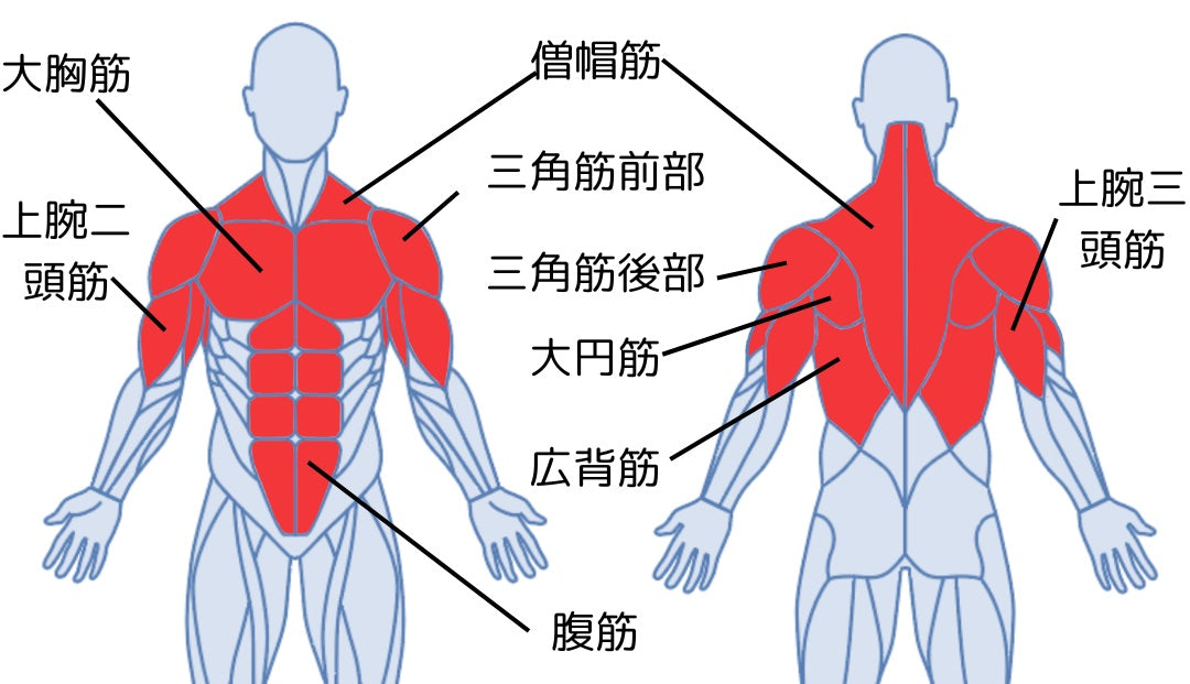 背中・胸・腕など上半身全体を鍛えられる筋肉部位図